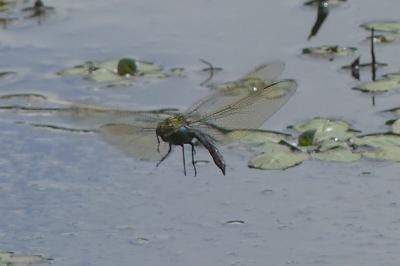 <i>Anax imperator</i>