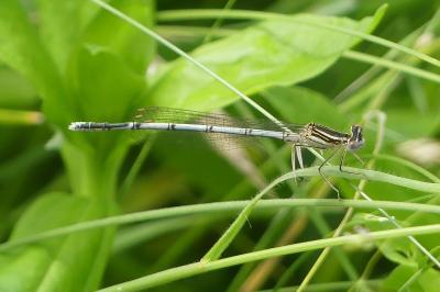 <i>Platycnemis pennipes</i>