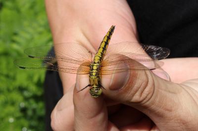 <i>Orthetrum cancellatum</i>