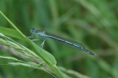 <i>Platycnemis pennipes</i>