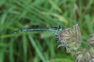 <i>Platycnemis pennipes</i>