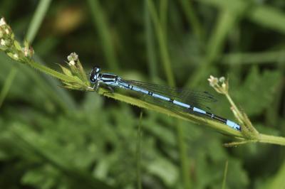 Coenagrion puella