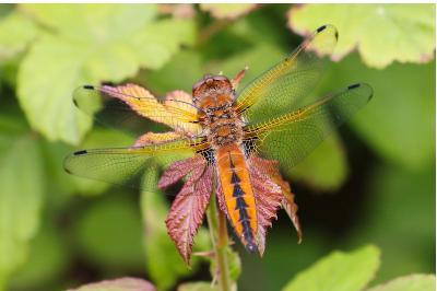 <i>Libellula fulva</i>