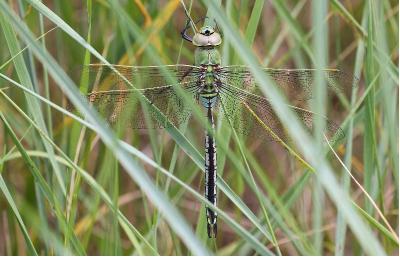 <i>Anax imperator</i>
