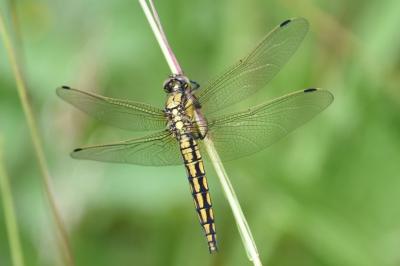 <i>Orthetrum cancellatum</i>