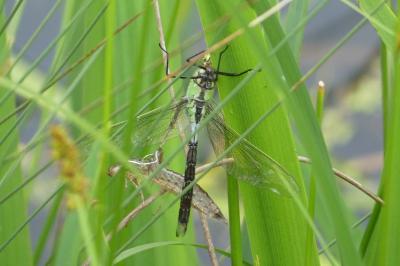 <i>Anax imperator</i>