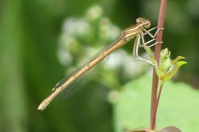 <i>Platycnemis acutipennis</i>