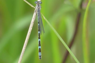 <i>Enallagma cyathigerum</i>
