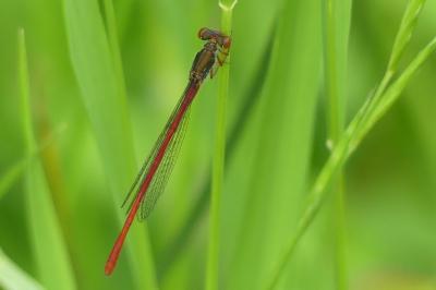 <i>Ceriagrion tenellum</i>