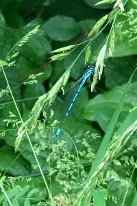 <i>Coenagrion puella</i>