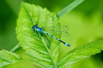 <i>Coenagrion puella</i>