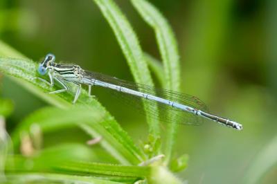 <i>Platycnemis pennipes</i>