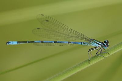<i>Coenagrion puella</i>