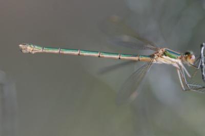 <i>Lestes sponsa</i>