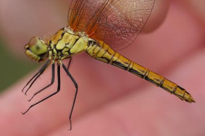 <i>Sympetrum sanguineum</i>