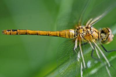 <i>Sympetrum sanguineum</i>