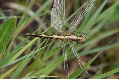 <i>Orthetrum albistylum</i>