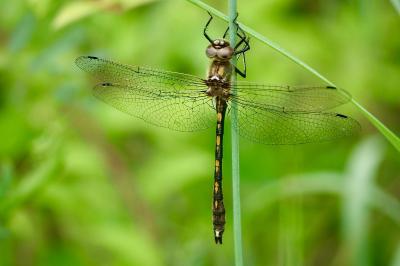 <i>Oxygastra curtisii</i>