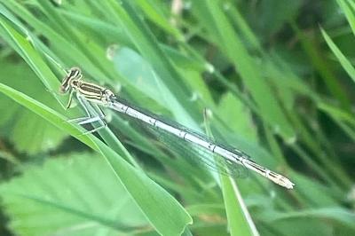 <i>Platycnemis pennipes</i>