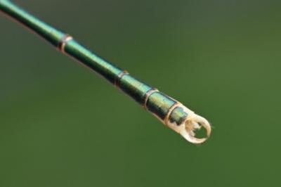 <i>Lestes barbarus</i>
