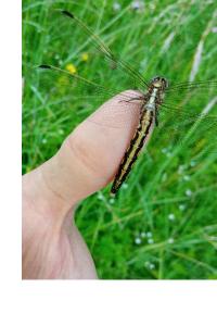 <i>Orthetrum albistylum</i>