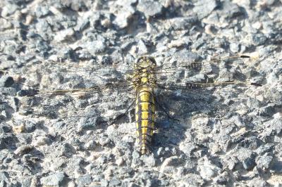 <i>Orthetrum cancellatum</i>