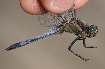 <i>Orthetrum cancellatum</i>