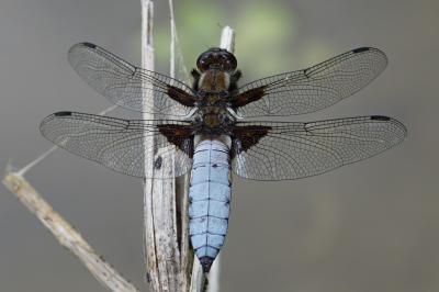 <i>Libellula depressa</i>
