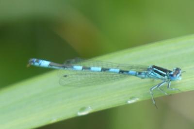 <i>Coenagrion mercuriale</i>