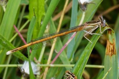 <i>Platycnemis acutipennis</i>