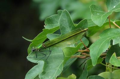 <i>Calopteryx splendens</i>
