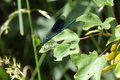 <i>Calopteryx splendens</i>