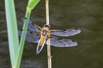 <i>Libellula quadrimaculata</i>