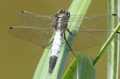 <i>Orthetrum albistylum</i>