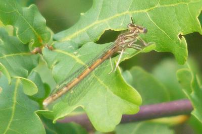 <i>Platycnemis acutipennis</i>