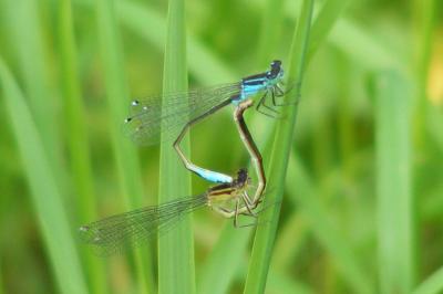 <i>Ischnura elegans</i>