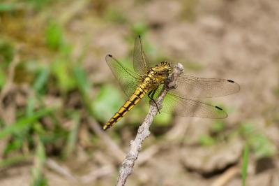 <i>Orthetrum cancellatum</i>