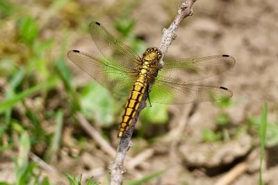 <i>Orthetrum cancellatum</i>
