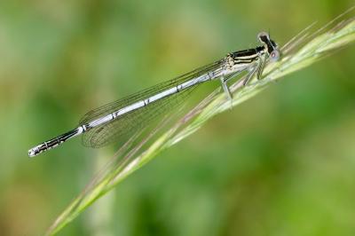 <i>Platycnemis pennipes</i>