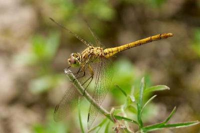 <i>Sympetrum meridionale</i>