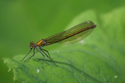 <i>Calopteryx splendens</i>