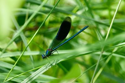 <i>Calopteryx splendens</i>