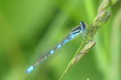 <i>Coenagrion scitulum</i>