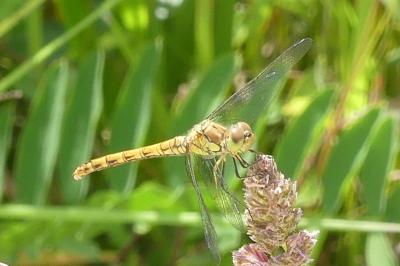 <i>Sympetrum striolatum</i>