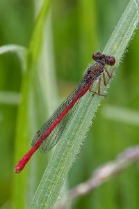 <i>Ceriagrion tenellum</i>