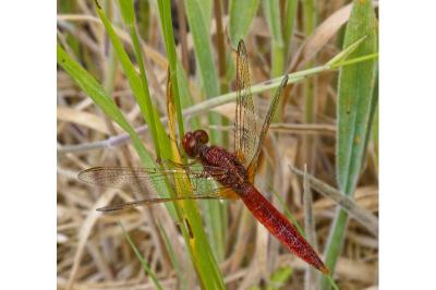 <i>Crocothemis erythraea</i>