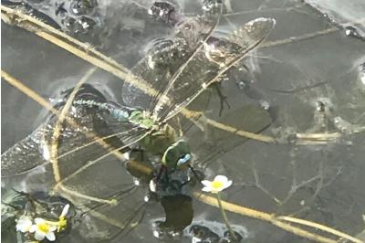<i>Anax imperator</i>