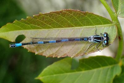 <i>Coenagrion mercuriale</i>