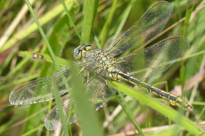 <i>Gomphus pulchellus</i>