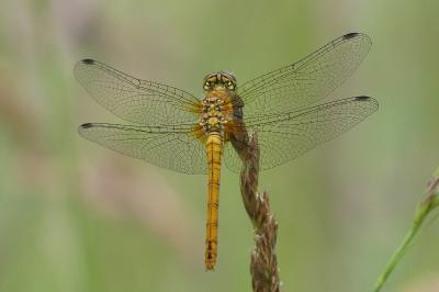 <i>Sympetrum sanguineum</i>